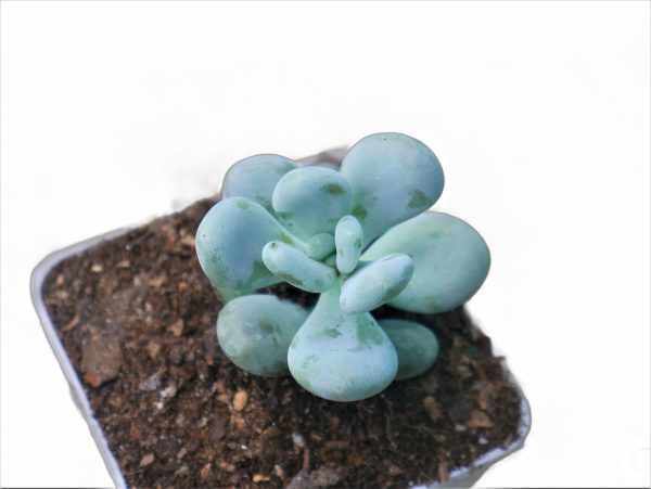 (Pachyphytum Oviferum Moon Stone Succulent Plant