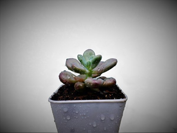 Pink Moonstone Succulent Plants