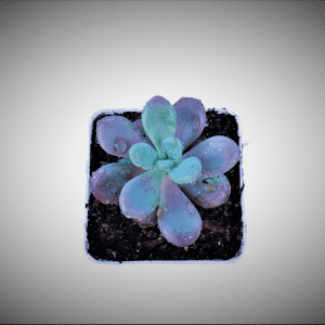 Pink moonstone succulent plant