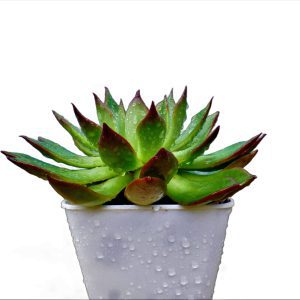 Echeveira Rubra Succulent Plant