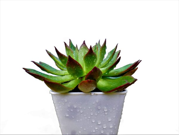 Echeveira Rubra Succulent Plant
