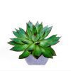 Echeveria Rubra