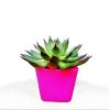 Echeveria Rubra