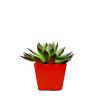 Echeveria Rubra