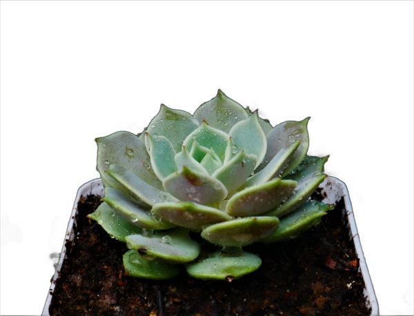 Echeveria Lola Succulent Plant-Buy Online at Frek.in