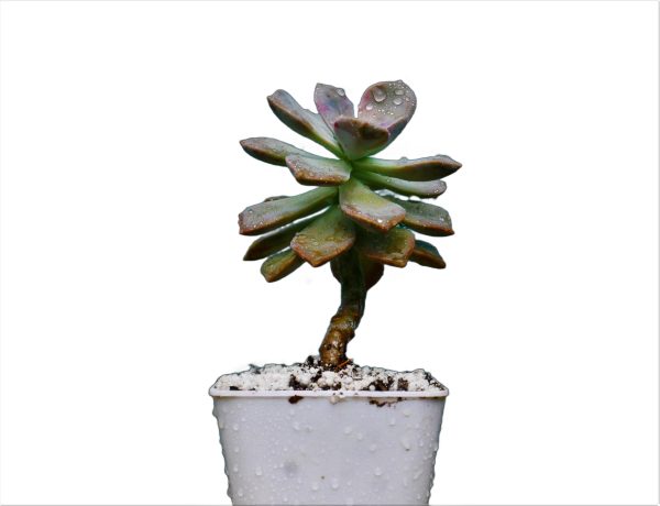 Buy Graptopetalum Superbum online in india