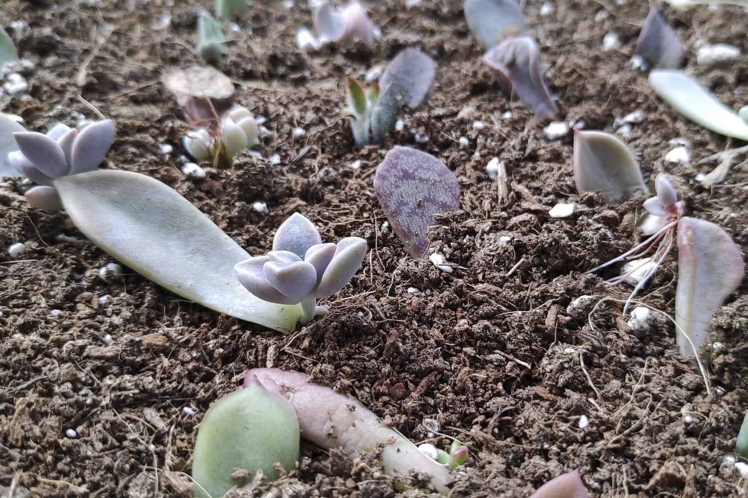 Different Ways to Propagate succulents