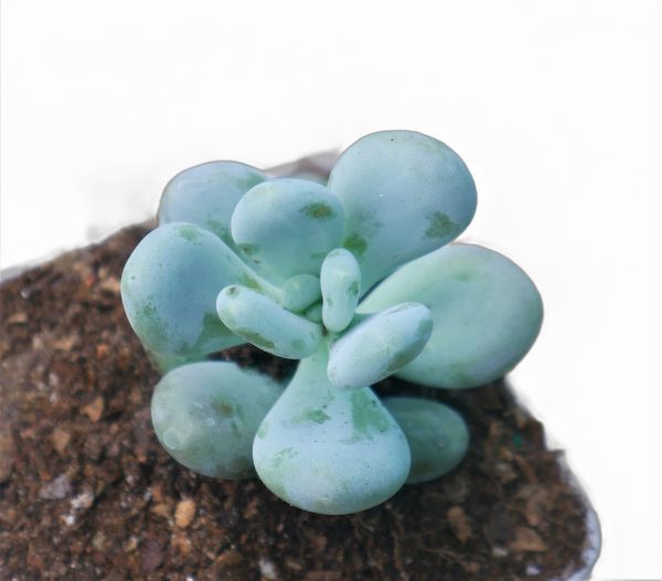 Pachyphytum Oviferum Succulent plant