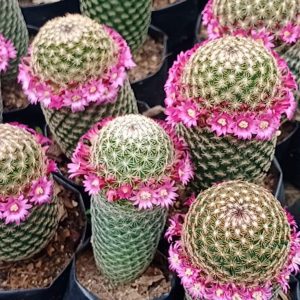 Mammillaria Matudae Cactus with vibrant pink flowers blooming on top.