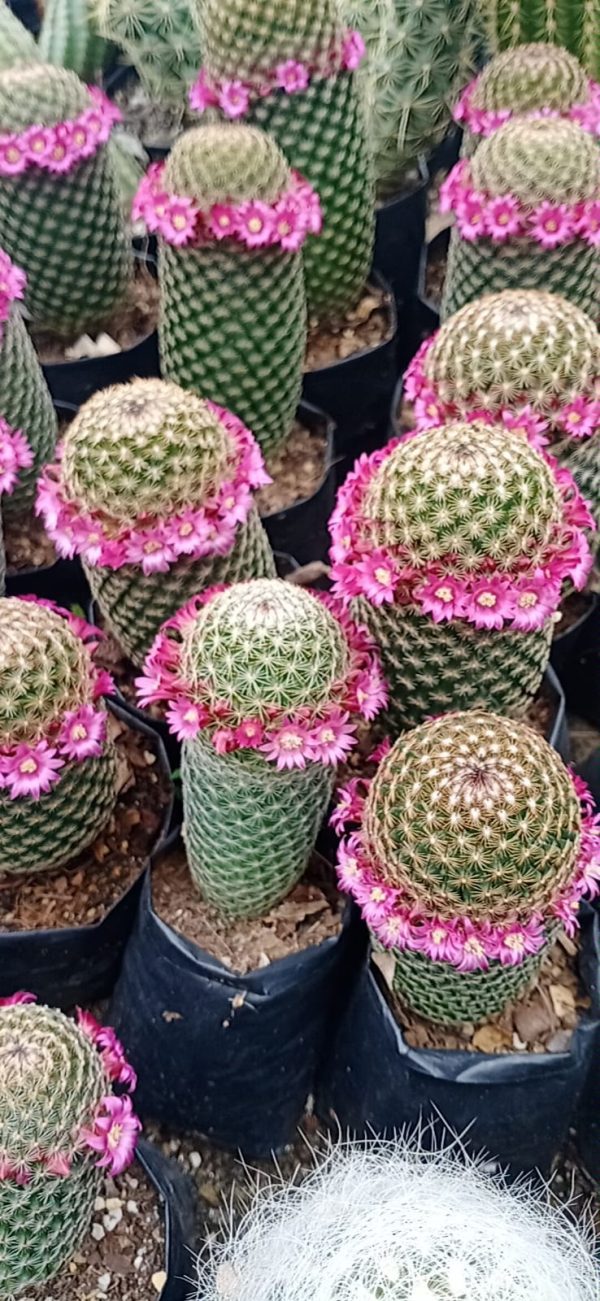 Mammillaria Matudae Cactus with vibrant pink flowers blooming on top.