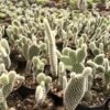 Bunny Ear Cactus (Opuntia Microdasys) White Majestic- Available at  Frek - Image 5