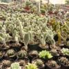 Bunny Ear Cactus (Opuntia Microdasys) White Majestic- Available at  Frek - Image 4