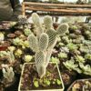 Bunny Ear Cactus (Opuntia Microdasys) White Majestic- Available at  Frek - Image 3