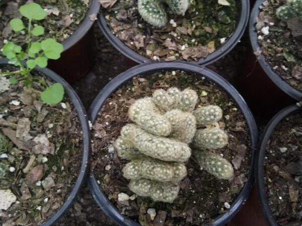 Mammillaria Brain Cactus for sale at Frek.