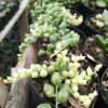 Variegated String of Tears Succulent Plant - Image 2
