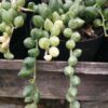 Variegated String of Tears Succulent Plant