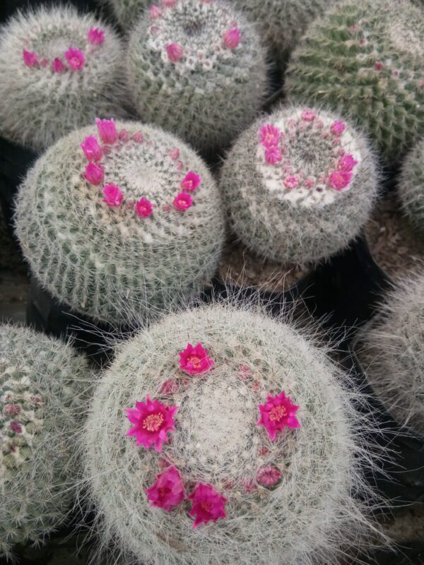 Mammillaria Old lady