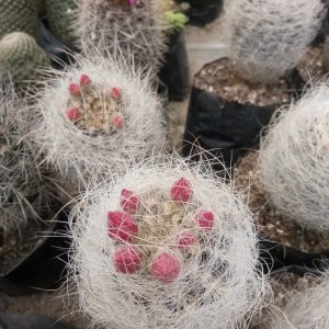 Close-up of Neoporteria Eriosyce Senilis cactus, showcasing its fluffy white spines and spherical shape.