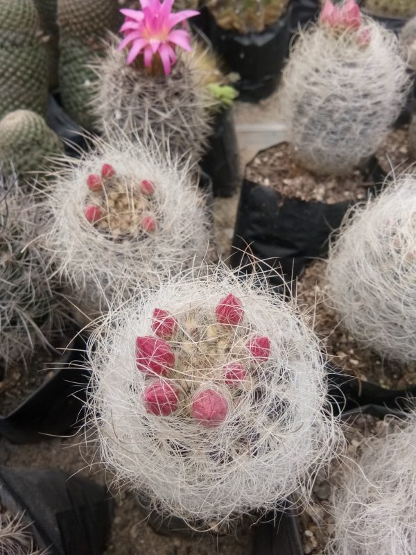 Close-up of Neoporteria Eriosyce Senilis cactus, showcasing its fluffy white spines and spherical shape.