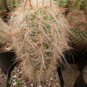 Mother plant old man cactus (oreocereus celsianus)