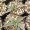 Fernandes Agave Delight: Available Now on Frek! - Image 3