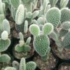 Bunny Ear Cactus (Opuntia Microdasys) White Majestic- Available at  Frek - Image 2