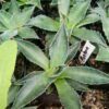 Agave Montana : Shop for Premium Quality at Frek! - Image 3
