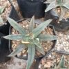 Fernandes Agave Delight: Available Now on Frek! - Image 2