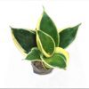 Elegant Indoor Decor: Variegated Snake Plant in a Chic Pot