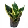 Nature's Palette: Beautiful Contrast of Gold and Green in Snake Plant