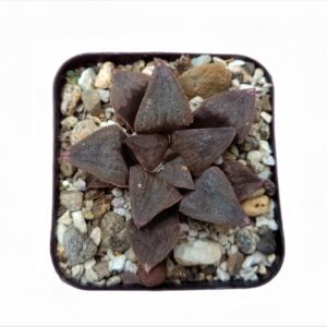 ChocoGems: Howarthia Pygmaea Chocolate Succulent - Shop at Frek