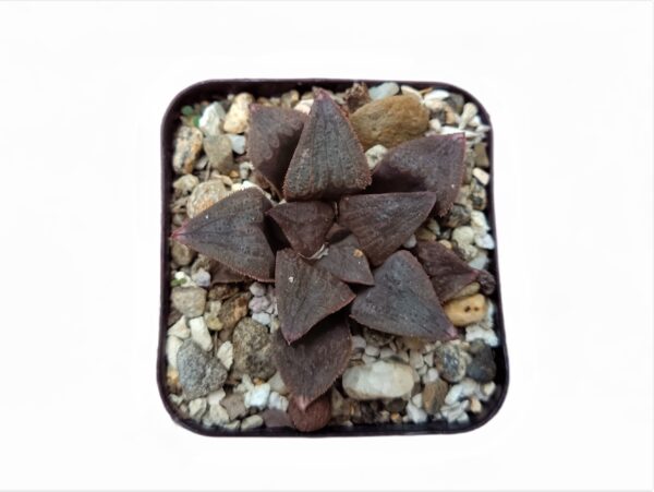 ChocoGems: Howarthia Pygmaea Chocolate Succulent - Shop at Frek