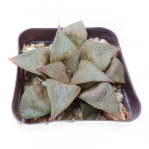 Picture: Elegantly Variegated Howarthia Atrofusca Succulent