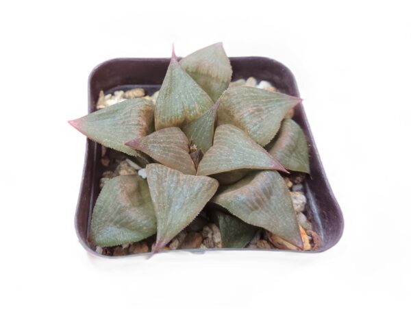 Picture: Elegantly Variegated Howarthia Atrofusca Succulent