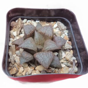 Unveiling the Magic: Exploring the Enchanting Beauty of Haworthia Splendens Hybrid