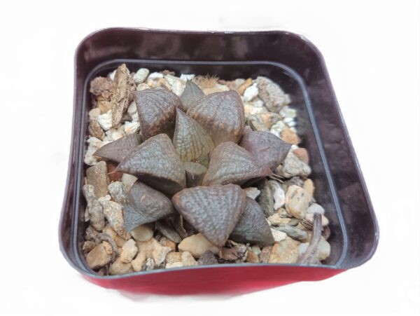 Unveiling the Magic: Exploring the Enchanting Beauty of Haworthia Splendens Hybrid