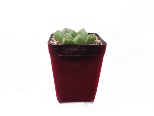 Explore the allure of Haworthia Cuspidata, a captivating succulent.