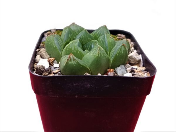 Discover the beauty and simplicity of Haworthia Cuspidata.