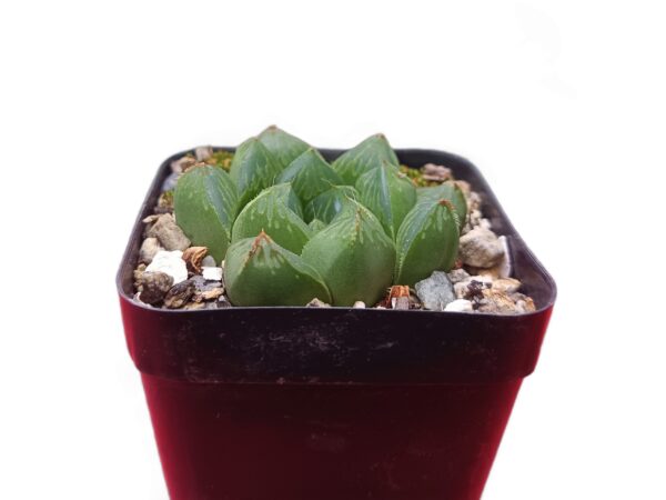 Enhance your plant collection with the elegance of Haworthia Cuspidata.