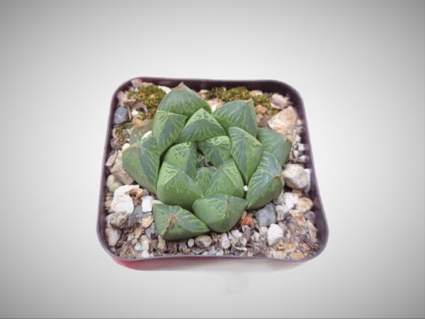 Elevate your space with the charm of Haworthia Cuspidata.