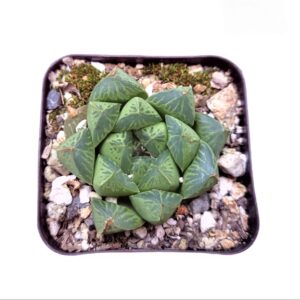 Bring home the unique appeal of Haworthia Cuspidata from Frek. Bring home the unique appeal of Haworthia Cuspidata from Frek. Bring home the unique appeal of Haworthia Cuspidata from Frek.