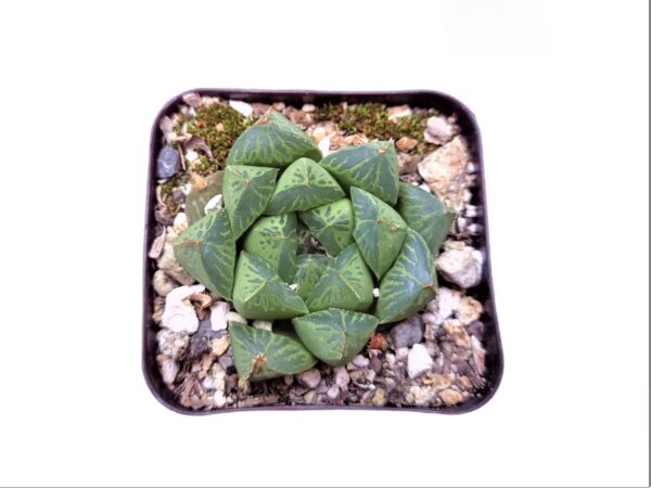 Bring home the unique appeal of Haworthia Cuspidata from Frek. Bring home the unique appeal of Haworthia Cuspidata from Frek. Bring home the unique appeal of Haworthia Cuspidata from Frek.