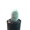 NeoPorteria Gerocephala Cactus: A Desert Marvel