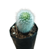 Desert Elegance: NeoPorteria Gerocephala Cactus at Frek