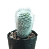 Unveil the Beauty of NeoPorteria Gerocephala Cactus at Frek