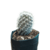 Shop Frek for NeoPorteria Gerocephala: Desert Delights Await