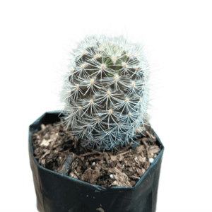 NeoPorteria Gerocephala: Nature's Artistry in a Cactus