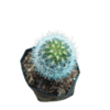 Explore NeoPorteria Gerocephala: Your Miniature Desert Jewel