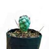 DesertGems™: Explore Frek for Prickly Perfection - Thelocactus Hexaedrophorus