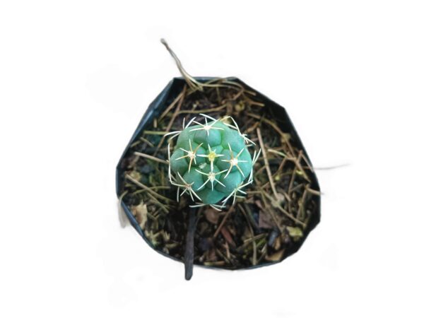 Vibrant Thelocactus Hexaedrophorus - Shop at Frek for Desert Elegance